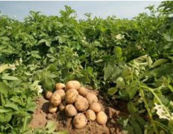 برداشت سیب زمینی در روستای سلطان آباد مسجدسلیمان به پایان رسید