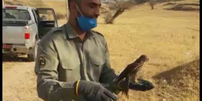 ۲ بهله دلیجه که وضعیت جسمانی مناسبی نداشتند توسط یکی از شهروندان به اداره حفاظت محیط زیست تحویل داده شدند که پس از نگهداری و تیمار در طبیعت این شهرستان رها سازی شدند