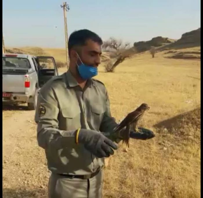 ۲ بهله دلیجه که وضعیت جسمانی مناسبی نداشتند توسط یکی از شهروندان به اداره حفاظت محیط زیست تحویل داده شدند که پس از نگهداری و تیمار در طبیعت این شهرستان رها سازی شدند