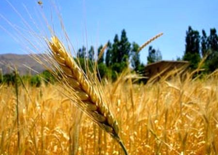 سنگ تمام جهاد کشاورزی خوزستان برای مردم/ خوزستان دیار نخل و بلوط است، سرزمین آب و آیینه و آفتاب